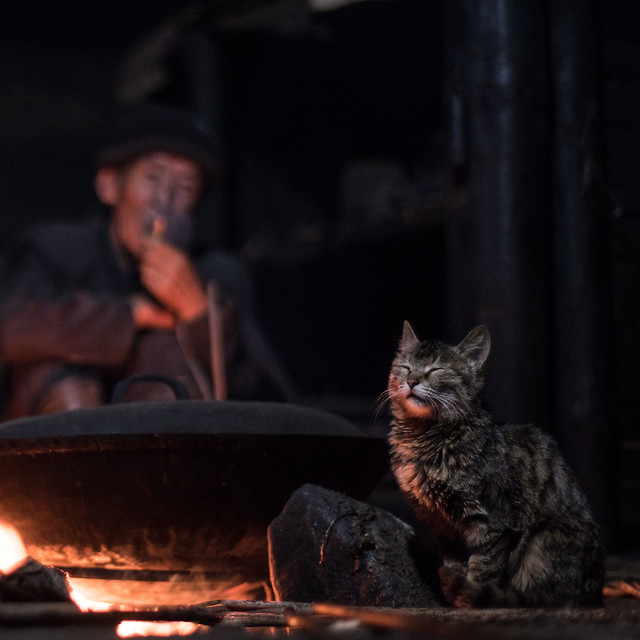 cat-mammal-flame-one-portrait 图片素材