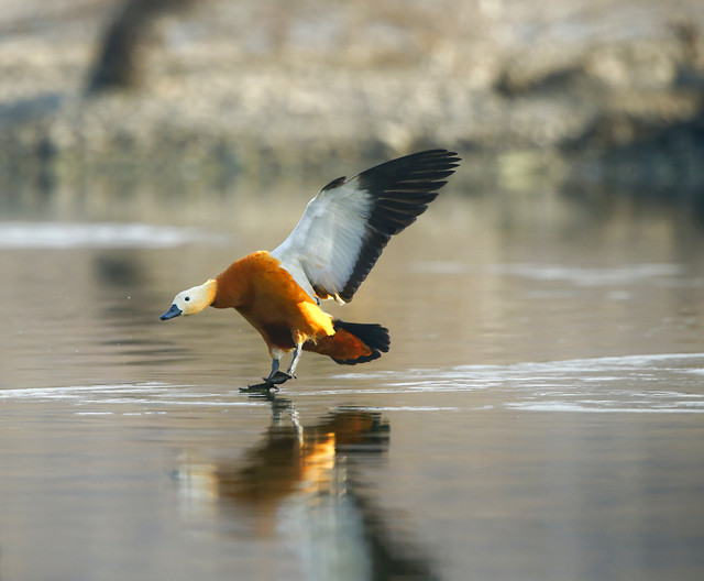 bird-wildlife-no-person-duck-waterfowl picture material