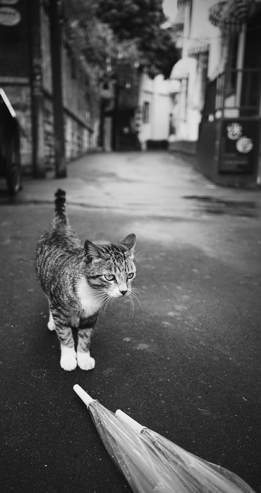 cat-street-monochrome-mammal-white picture material