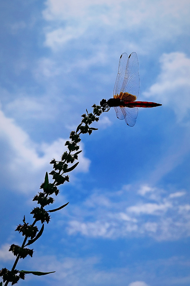 flight-sky-airplane-aircraft-wing 图片素材