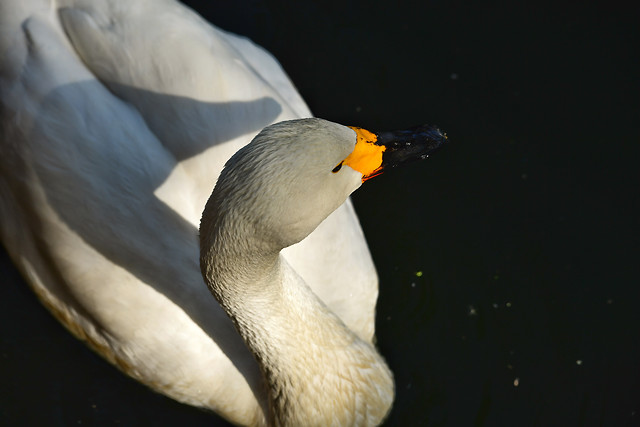 bird-no-person-wildlife-waterfowl-water-bird 图片素材