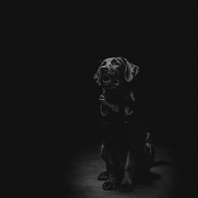 people-monochrome-one-adult-portrait 图片素材