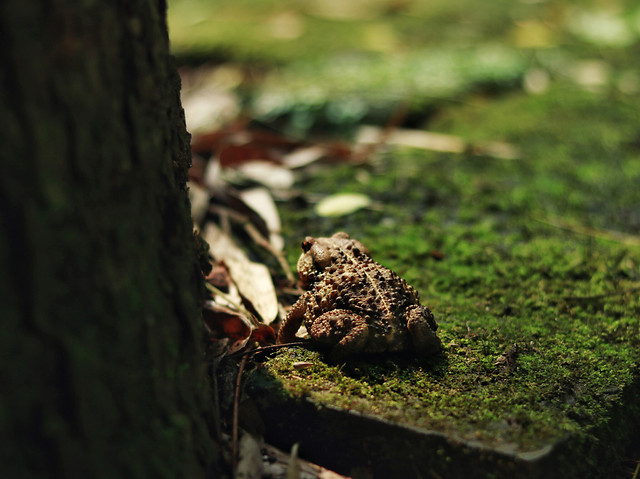 wood-nature-moss-tree-no-person picture material