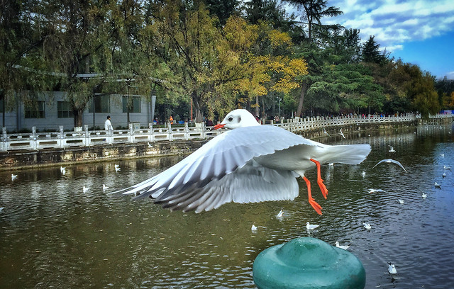 water-lake-bird-reflection-waterway 图片素材