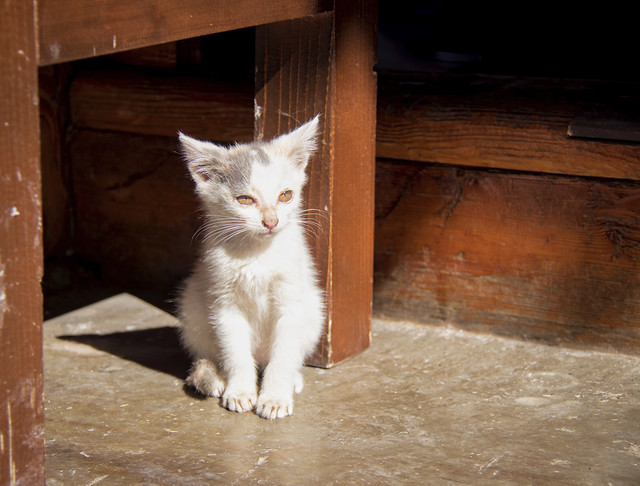 cat-no-person-mammal-portrait-cute picture material