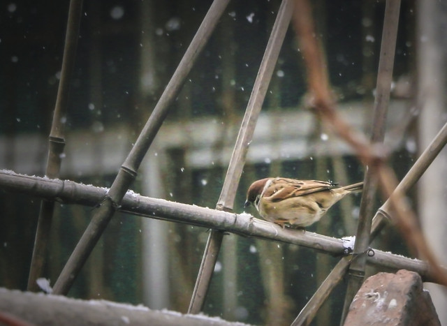 wildlife-bird-nature-no-person-fauna picture material