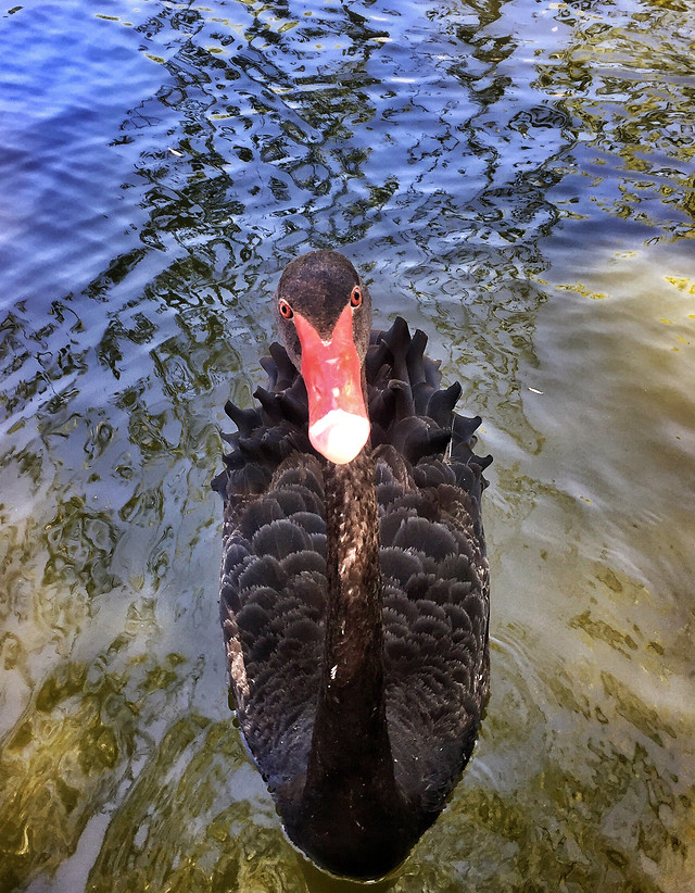 bird-nature-wildlife-outdoors-water picture material