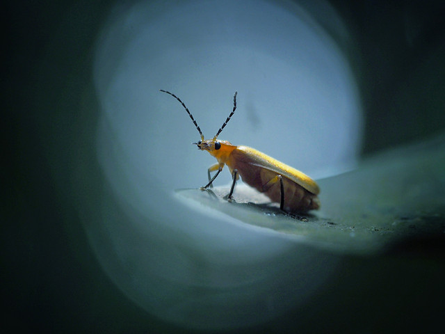 insect-wildlife-no-person-invertebrate-one 图片素材