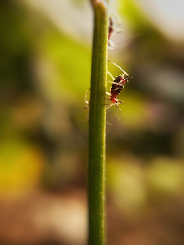 insect-nature-beetle-ladybug-leaf 图片素材