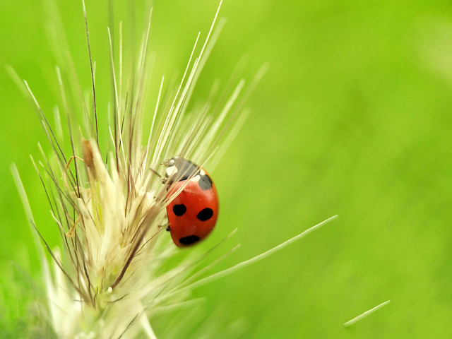 ladybug-nature-grass-no-person-summer 图片素材