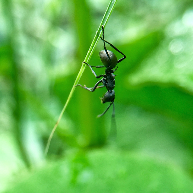 nature-insect-no-person-wildlife-little 图片素材