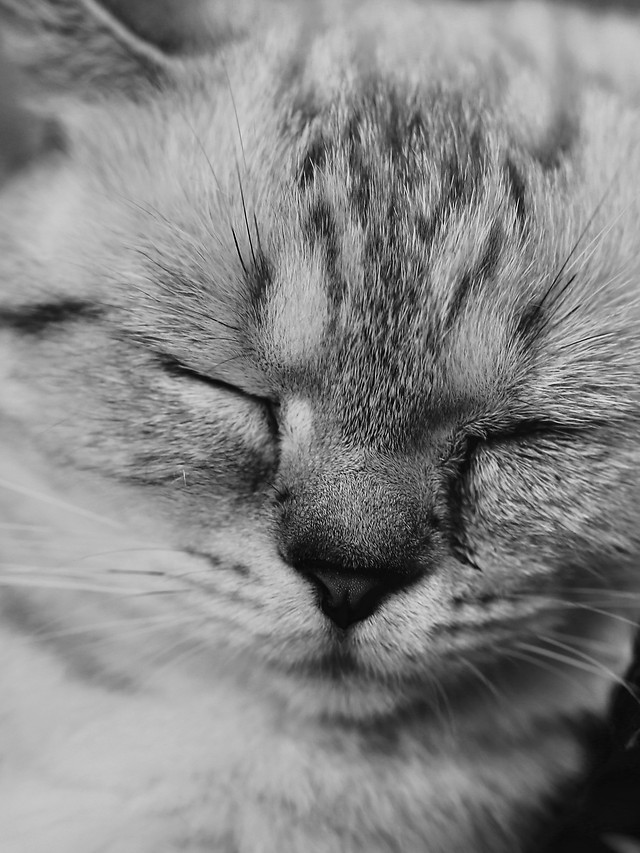 cat-kitten-mammal-portrait-eye 图片素材