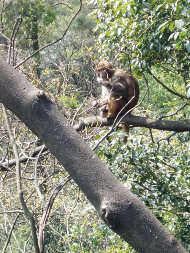 #旅拍#macaque 图片素材