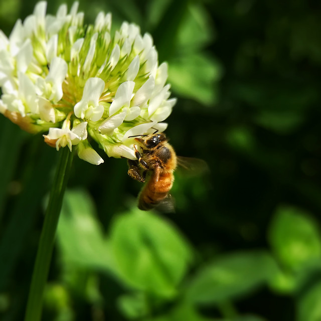 bee-nature-honey-insect-flower 图片素材