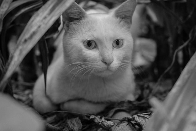 cat-mammal-eye-kitten-pet 图片素材