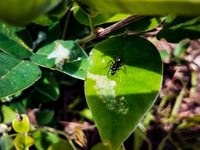 leaf-green-plant-flower-pest 图片素材