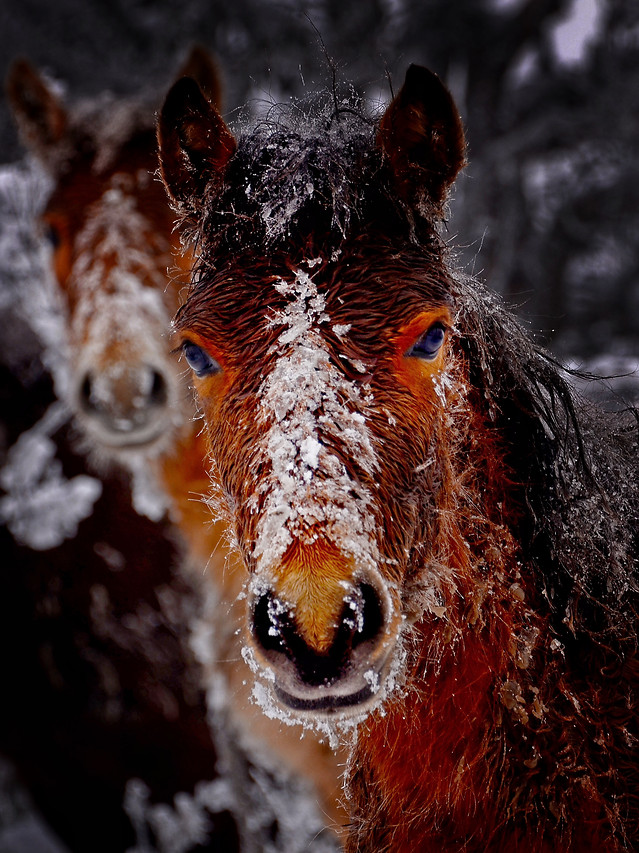 no-person-portrait-nature-animal-mammal 图片素材