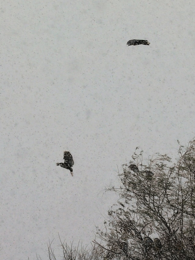 double-flight 图片素材