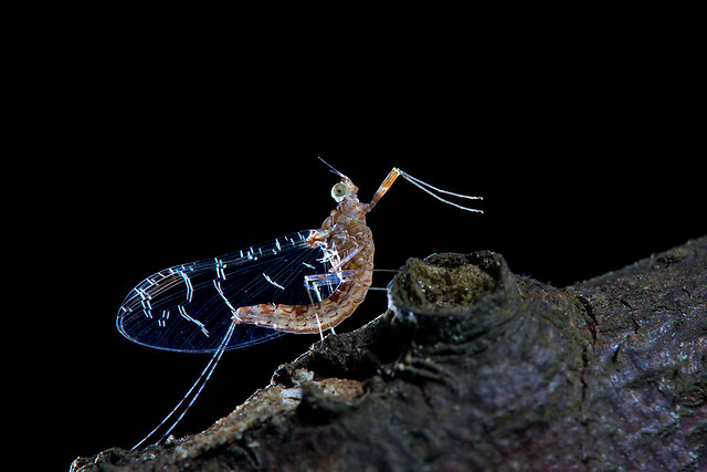 invertebrate-nature-insect-no-person-antenna 图片素材