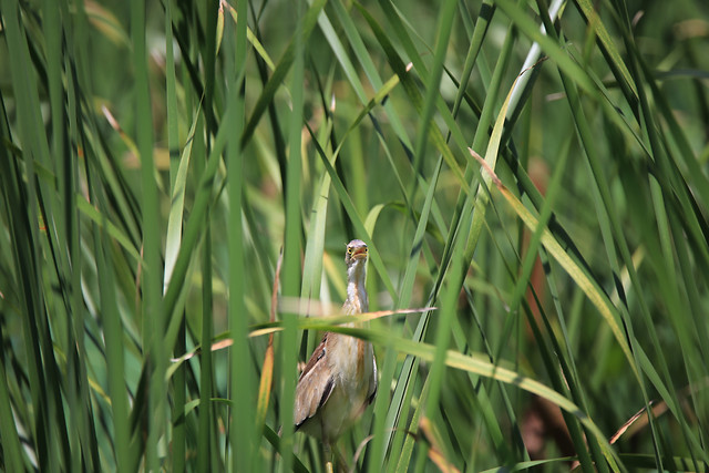 grass-nature-leaf-no-person-outdoors 图片素材