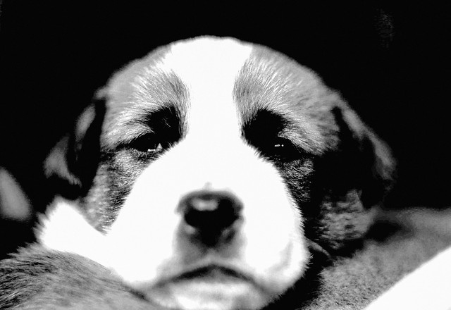 dog-canine-portrait-animal-monochrome 图片素材