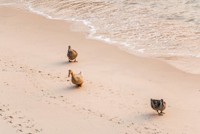 sand-beach-vacation-seashore-water picture material