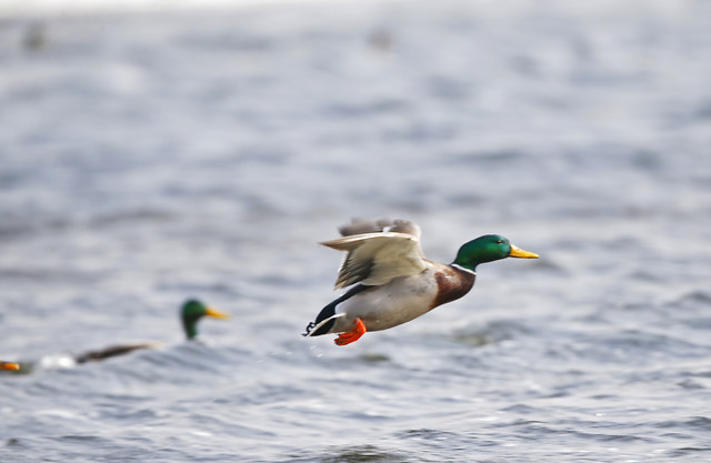 bird-wildlife-no-person-water-nature picture material