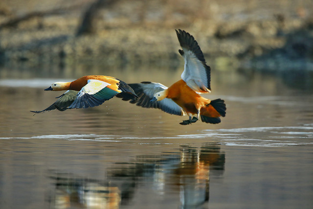 bird-wildlife-water-no-person-outdoors 图片素材