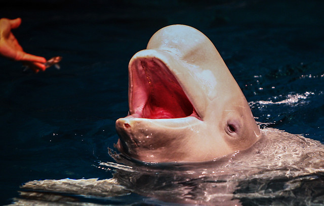 no-person-water-swimming-one-fish picture material