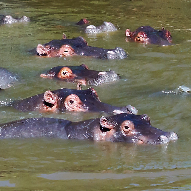 water-hippopotamus-no-person-river-mammal 图片素材