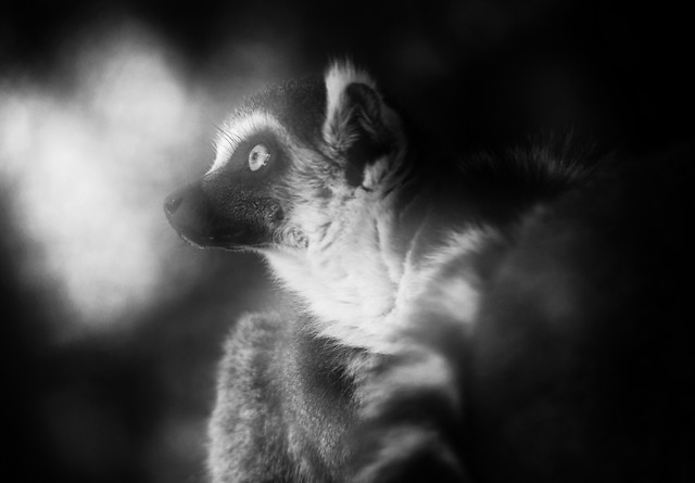 monochrome-no-person-mammal-portrait-black picture material