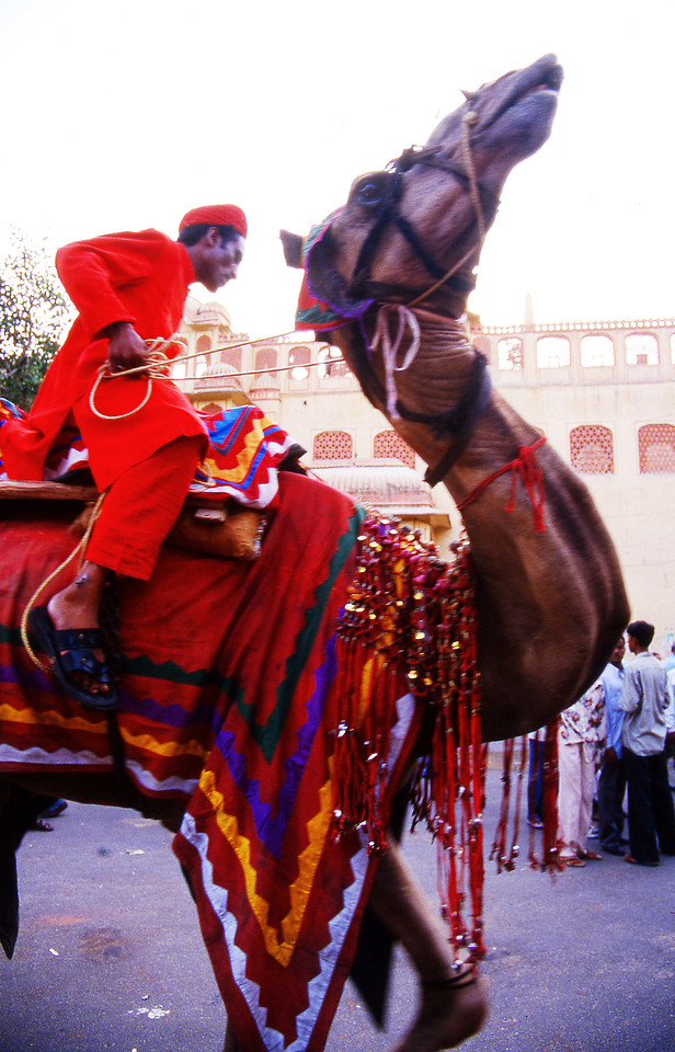 animal-camel-camelid-arabian-camel-tradition 图片素材