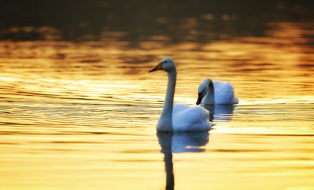 water-bird-lake-reflection-nature picture material