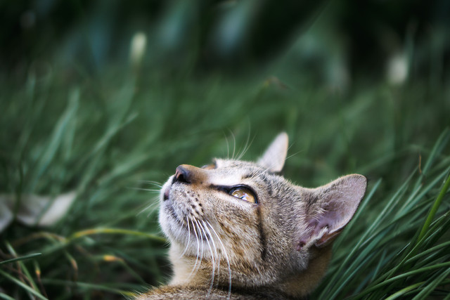 cat-animal-nature-wildlife-mammal picture material