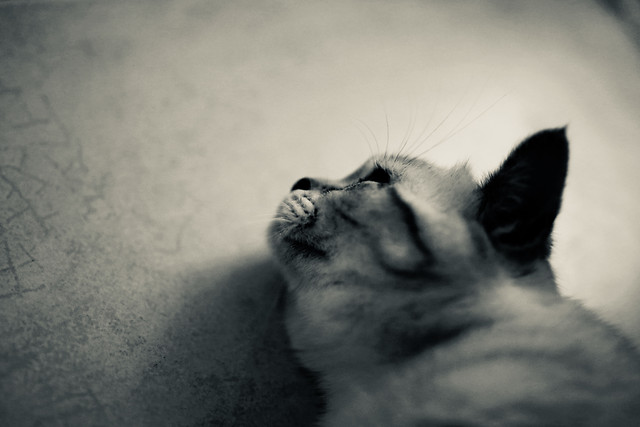 cat-portrait-monochrome-mammal-pet 图片素材