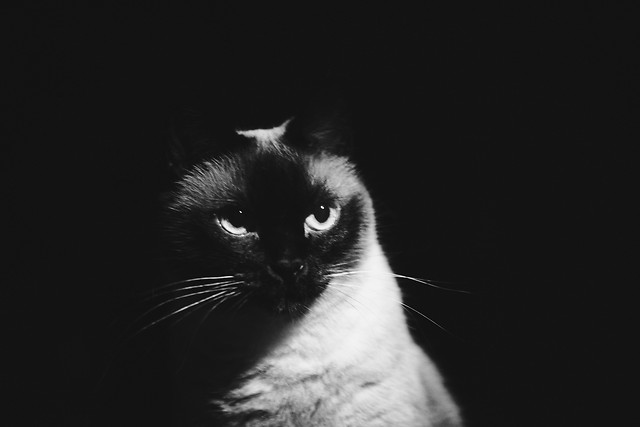 cat-no-person-cute-portrait-whiskers picture material