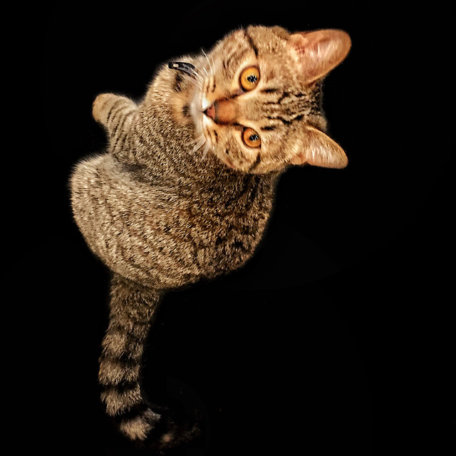 cat-animal-portrait-pet-mammal 图片素材