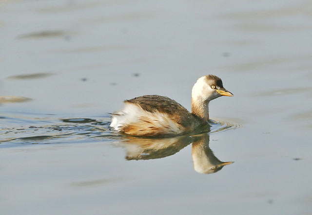 bird-wildlife-waterfowl-duck-poultry picture material