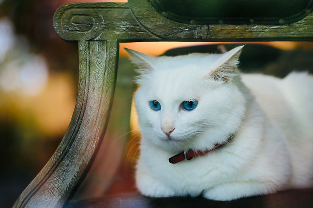 cat-portrait-one-no-person-eye 图片素材