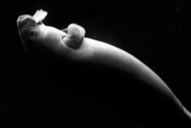 people-moon-nude-one-adult picture material