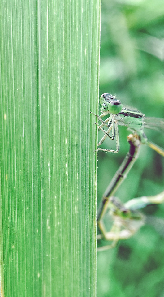 nature-leaf-no-person-insect-green 图片素材