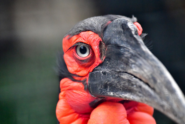 bird-portrait-beak-wildlife-no-person 图片素材