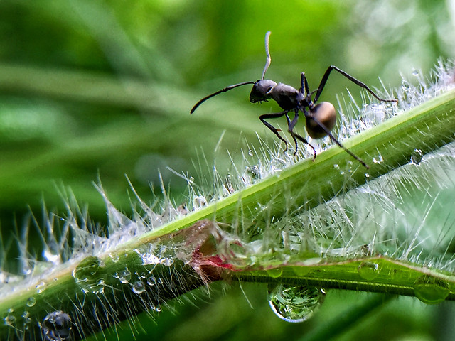 nature-spider-leaf-flora-insect 图片素材