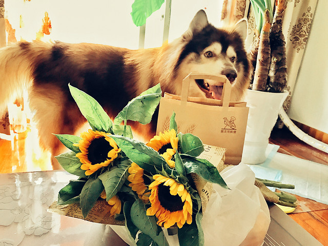 indoors-cute-woman-fun-one picture material