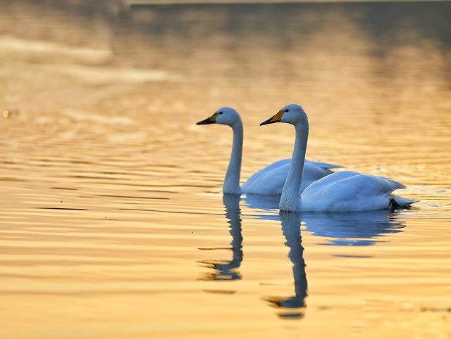 bird-water-lake-nature-no-person picture material