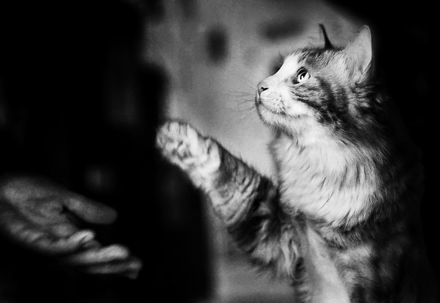 cat-portrait-kitten-monochrome-animal picture material