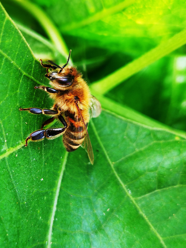 nature-insect-bee-honey-bee-animal picture material