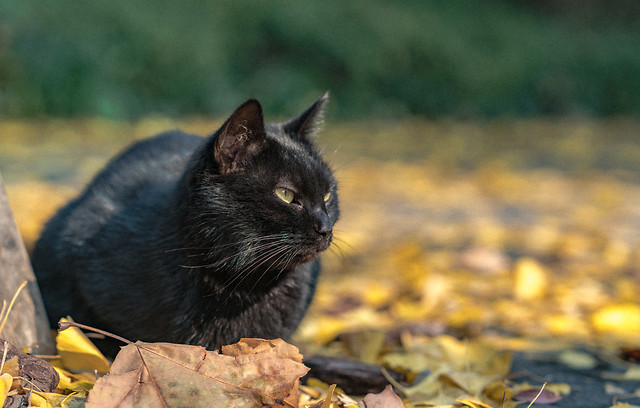 cat-nature-portrait-cute-outdoors 图片素材