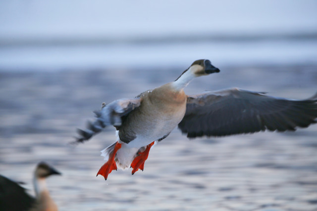 bird-water-no-person-wildlife-waterfowl 图片素材