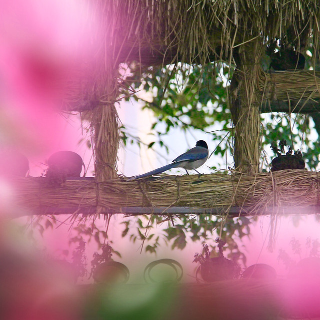 flower-bird-nature-tree-garden 图片素材